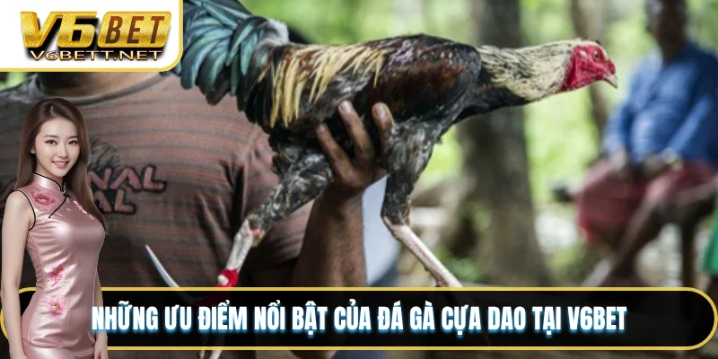 Những ưu điểm nổi bật của đá gà cựa dao tại V6BET