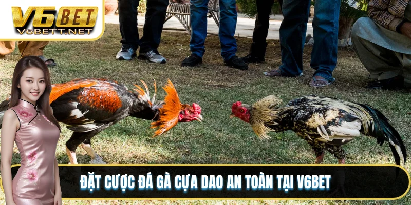 Đặt cược đá gà cựa dao an toàn tại V6BET